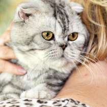 Вислоухий котик Оскар ищет дом, в Москве