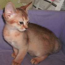 Эксклюзивная красотка, в Москве