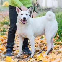 Собака в хорошие руки, в Санкт-Петербурге