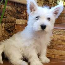 Очаровательная девочка Вест Хайленд Вайт Терьер!, в Москве