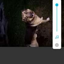 Sos хотят усыпить люди в снт может кому приглянется, в Москве