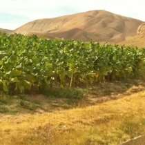 Продам плодородную землю срочно, в г.Ереван