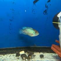 Рыбки нанокар, в Москве