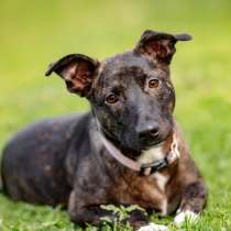 Дора, девочка, 7 мес. ищет дом, в Москве