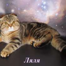 Шотландские котята-подростки, в Санкт-Петербурге