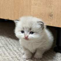 Котята бесплатно, в Томске