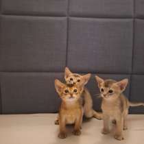 Абиссинские котята, в Сочи