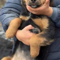 Малыши ищут дом, в Ростове-на-Дону