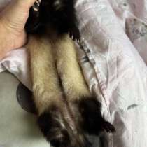 Отдам в добрые руки, в Москве