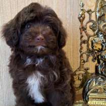 Мальтипу f1, в Челябинске