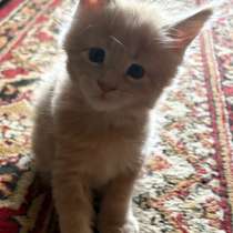 Котята Мейн-кун, в Асбесте