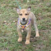 Чудесная малышка Ириска ищет любящую семью, в Москве