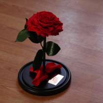 Стабилизированная роза в колбе, в Ростове-на-Дону