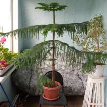 Продаю комнатное растение, в Екатеринбурге