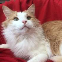 Котик в добрые руки. Тоша, добрый и ласковый, в Москве