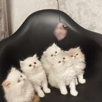 Продам персидских котят, в г.Одесса