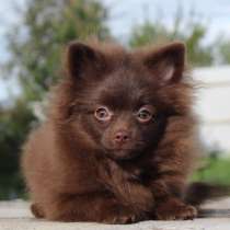 Pomeranian female, в г.Берлин