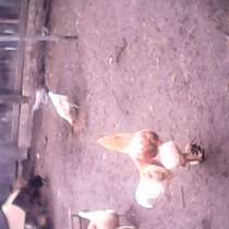 Продам подрощенных цыплят Кобб 500, в Ульяновске