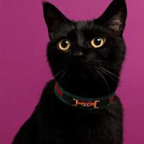 Черный котенок-подросток Гудини в дар, в Москве