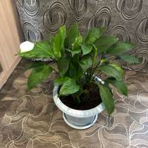 Продам комнатные цветы, в Москве