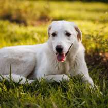 Чудесный пес Беляш ищет семью, в Москве