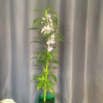 Бальзамин махровый Том ТАМБ, в Москве