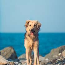 Шапочка ищет дом!!!, в Москве