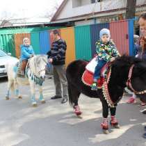Прокат пони, в г.Алматы