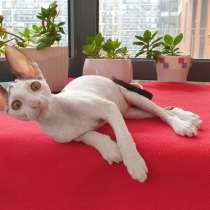 Cornish Rex kittens, в Санкт-Петербурге