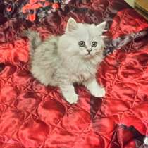 Котята персов серебристой шиншиллы, в Иркутске