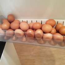 Продам яйца 50 шт, в Оренбурге