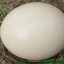 Пищевое яйцо страуса, в Санкт-Петербурге