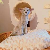 Ориентальная девочка, в Москве