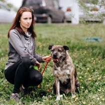 Тайгер - пес с необычным окрасом ищет хозяина, в Москве