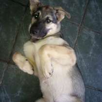 Щенок овчаренок в дар, в Москве