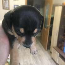 Той терьер русский, в Магнитогорске