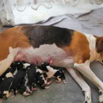 Щенки Пегой Русской Гончей в хороший дом, не квартира, в г.Гамбург