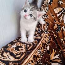 Шотландские котята, в Пензе