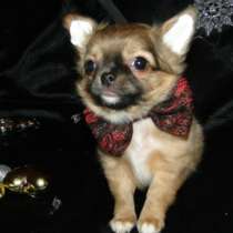 чишки-малыши и малышки, в Санкт-Петербурге