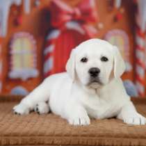 Щенки лабрадора, в Санкт-Петербурге