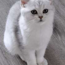 Британский короткошерстный котик, в г.Билефельд