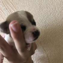 Чихуахуа породистые, в Москве