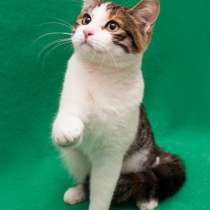 Трёхцветный котёнок хулиганка Лорейн в дар!, в Москве