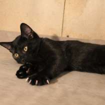 Грациозные угольно-черные котята, 3,5 мес, в Санкт-Петербурге