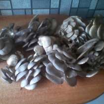 Мицелий грибов и готовые блоки, в Костроме