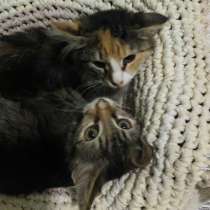 Котята в добрые руки. Пушистый Фунтик и нежная Шанечка, в Москве