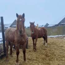Лошади, в Старой Полтавке
