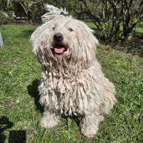 Щенки венгерской овчарки пули, в г.Луганск