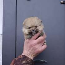 Шпиц померанский. Мини мишка. Крошка на ладошку, в Рославле