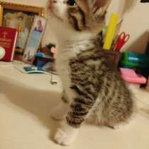 Умный котик, в Химках